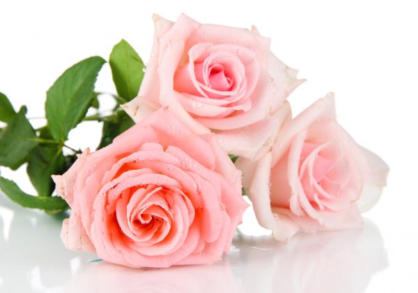 depositphotos_27242815-stock-photo-beautiful-bouquet-of-roses-isolated.jpg