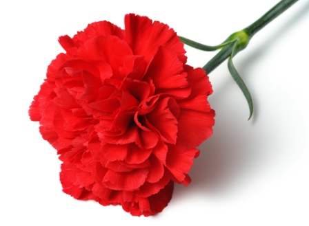 red-carnation_cr.jpg