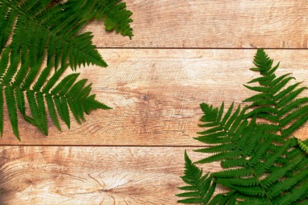 wooden-rustic-background-with-green-fern-branch-frame-natural-eco-ecology-concept-with-copy-space_280499-617.jpg
